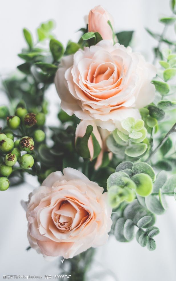 浅绿色浅粉色玫瑰高清素材图片