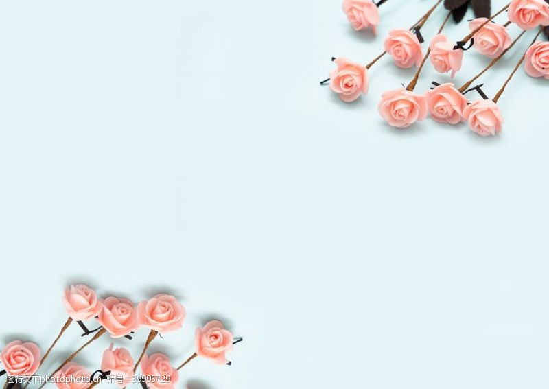 浅蓝色底板上的粉色玫瑰拍摄素材图片