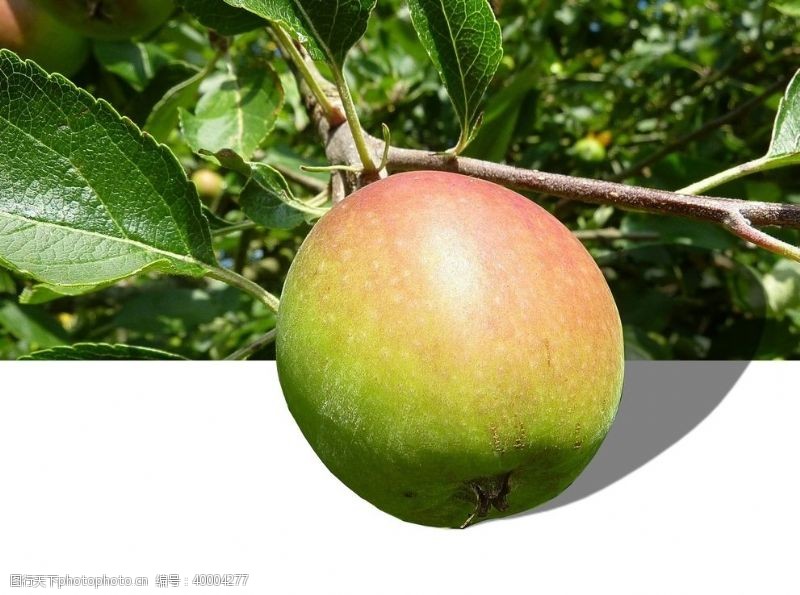 美发宣传单青苹果图片