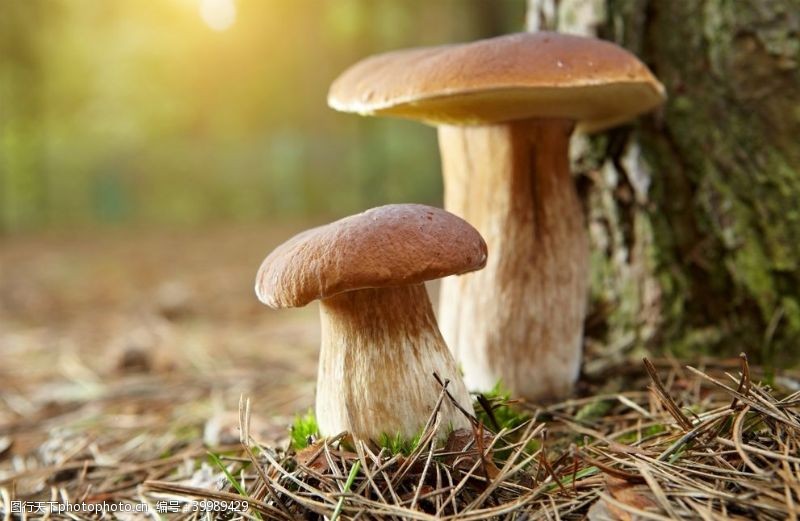 食用菌食用蘑菇图片