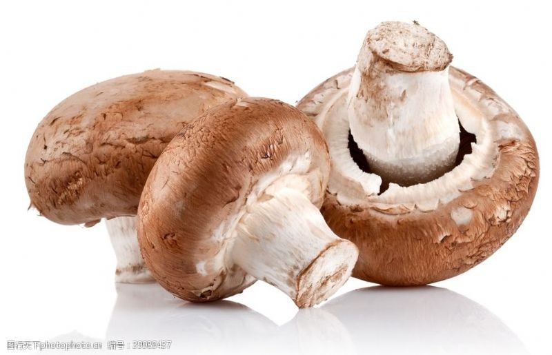菇类食用蘑菇图片