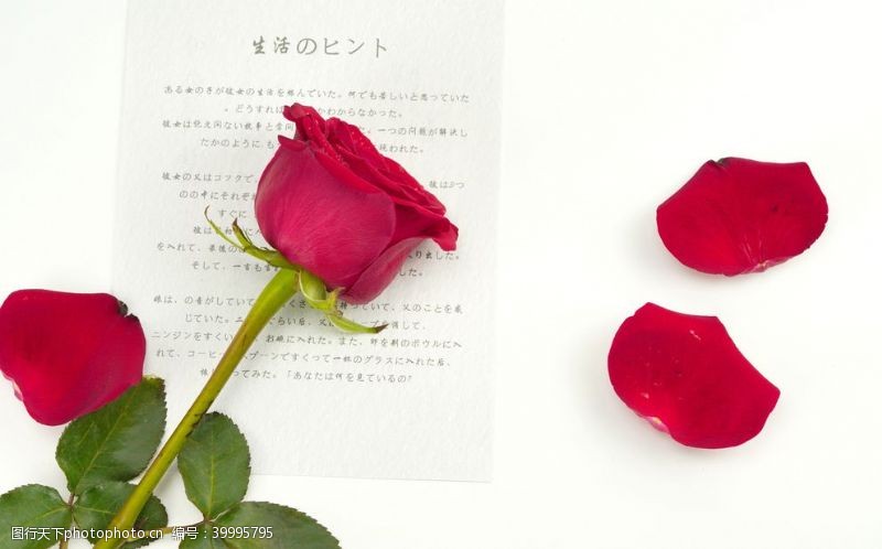 红玫瑰素材唯美玫瑰花摄影图图片
