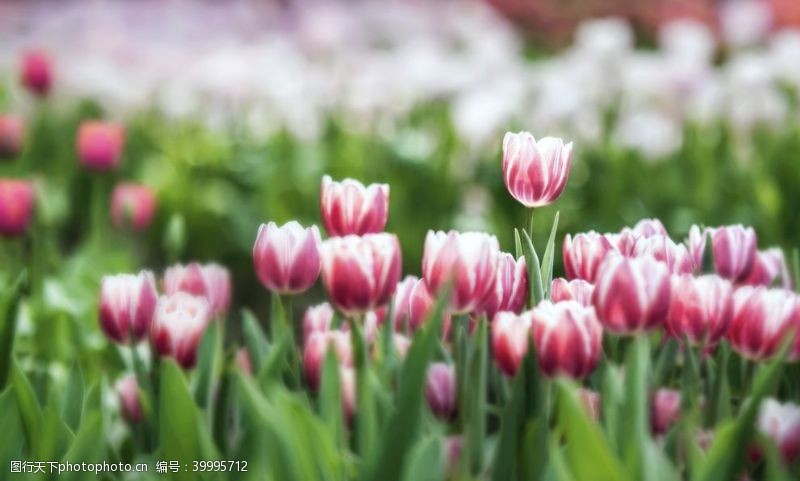 粉红色的花唯美郁金香图片