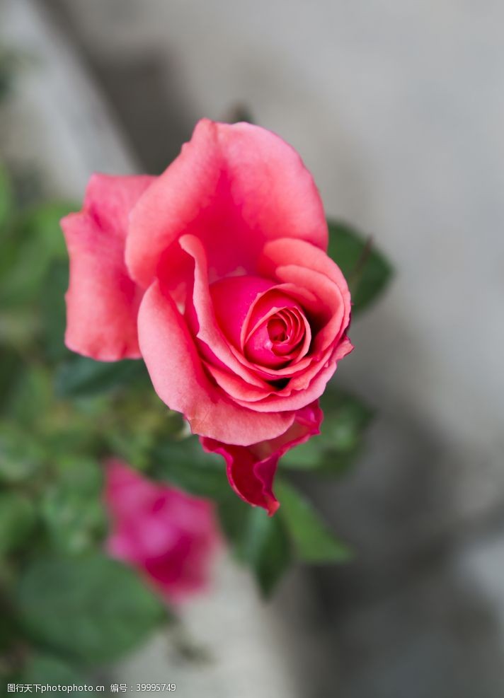 情人节素材鲜花摄影素材正在开放的玫瑰图片