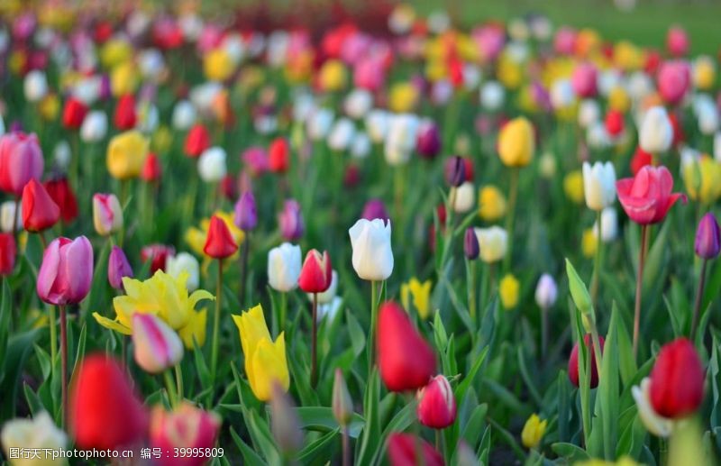 盆景郁金香花图片