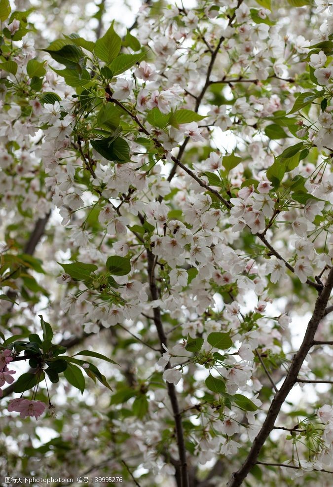 美丽景色枝头上盛开的茉莉花图片