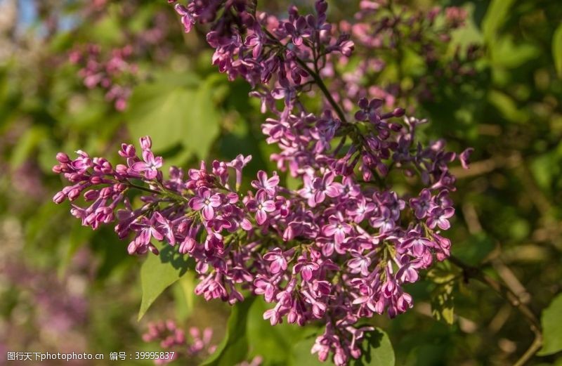 丁香花紫丁香图片