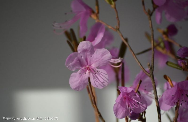 盛开花朵紫色干枝杜鹃花图片