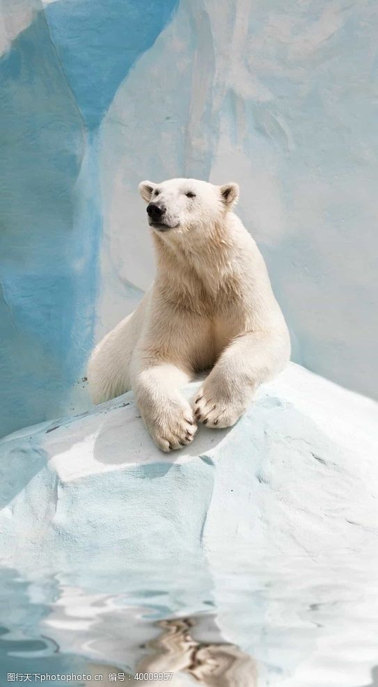 寒冷北极熊图片