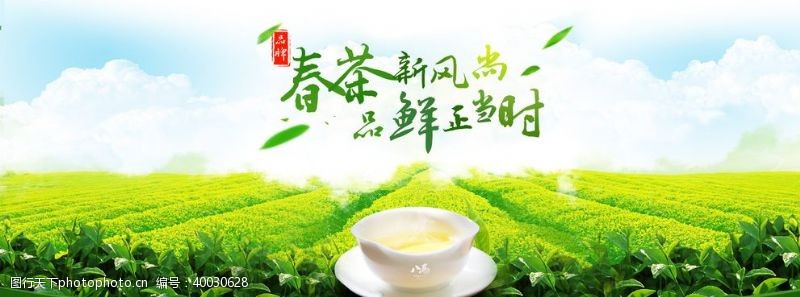 绿茶春茶图片