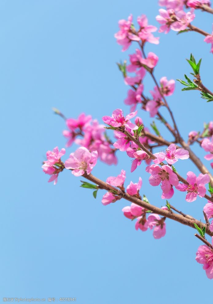 新鲜春日海棠花清新素材图片