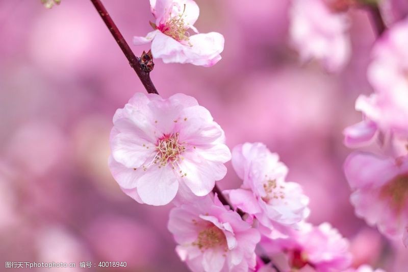 去底春日枝头上的粉色海棠花特写图片