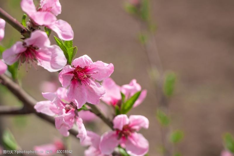 海天一色春天粉色海棠花摄影图片