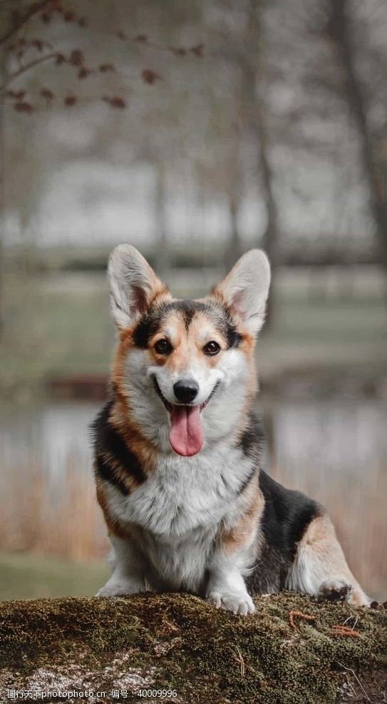 金毛犬狗图片