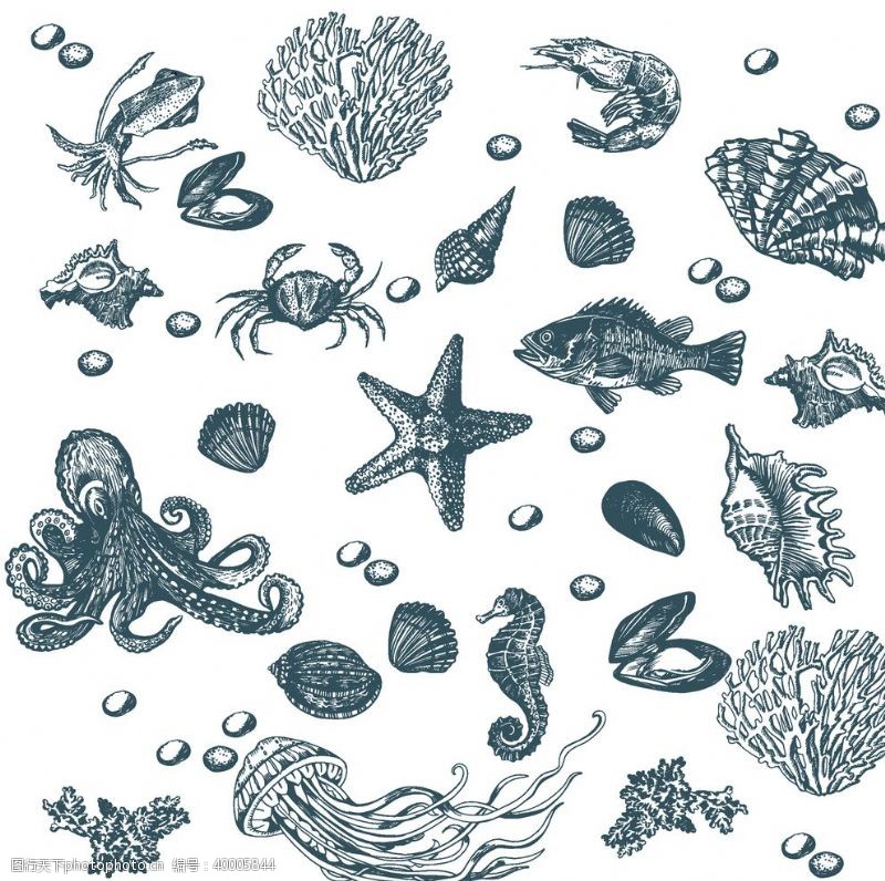 海螺海鱼海洋海底世界各种鱼图片