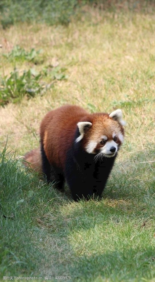 黑猫浣熊图片