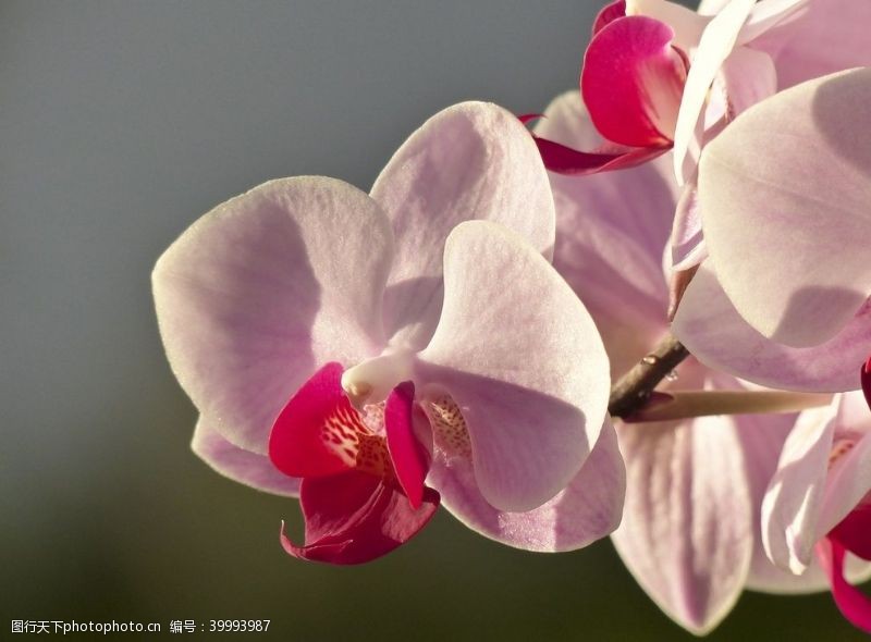 蝴蝶兰兰花蝴蝶兰鲜花图片