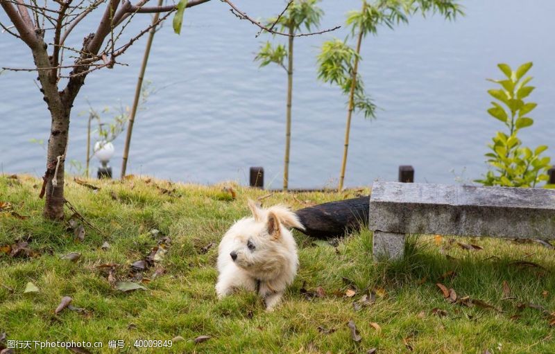 庐山虎皮犬图片