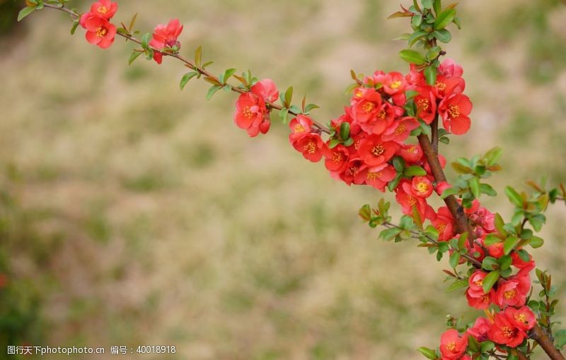 玫红底户外枝头上的海棠花特写图片