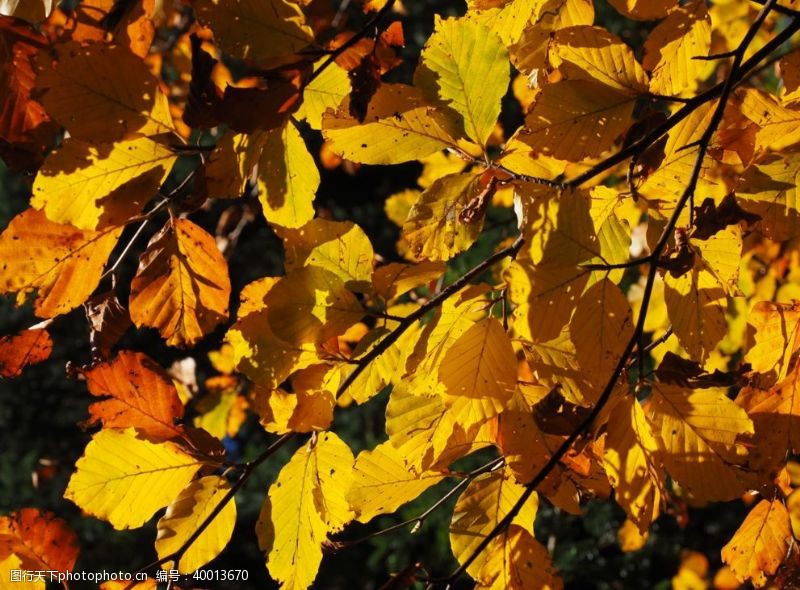 秋天的落叶金黄的枫树树叶图片