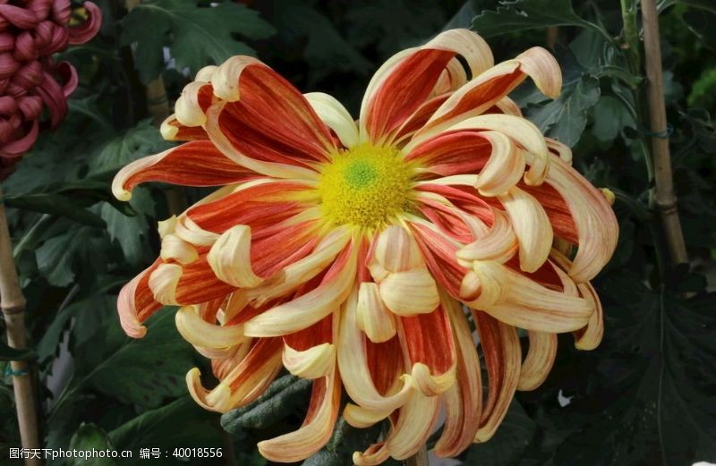 植物菊花图片