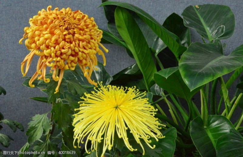 植物菊花图片