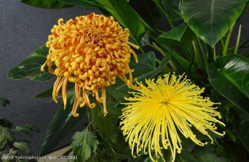 植物菊花图片