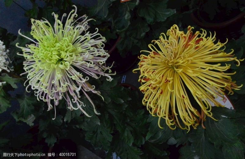 植物菊花图片