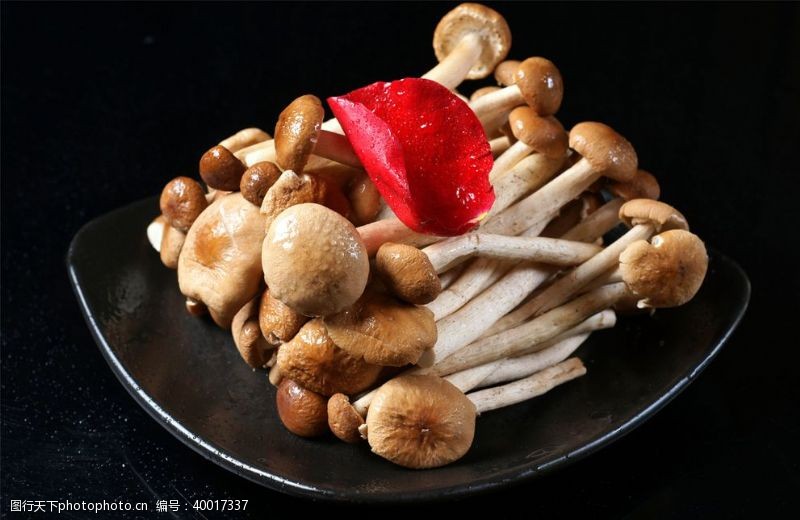 高清菜谱用图菌类鲜茶树菇图片
