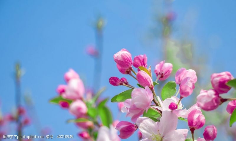 淘天下蓝天白云下的海棠花高清素材图片