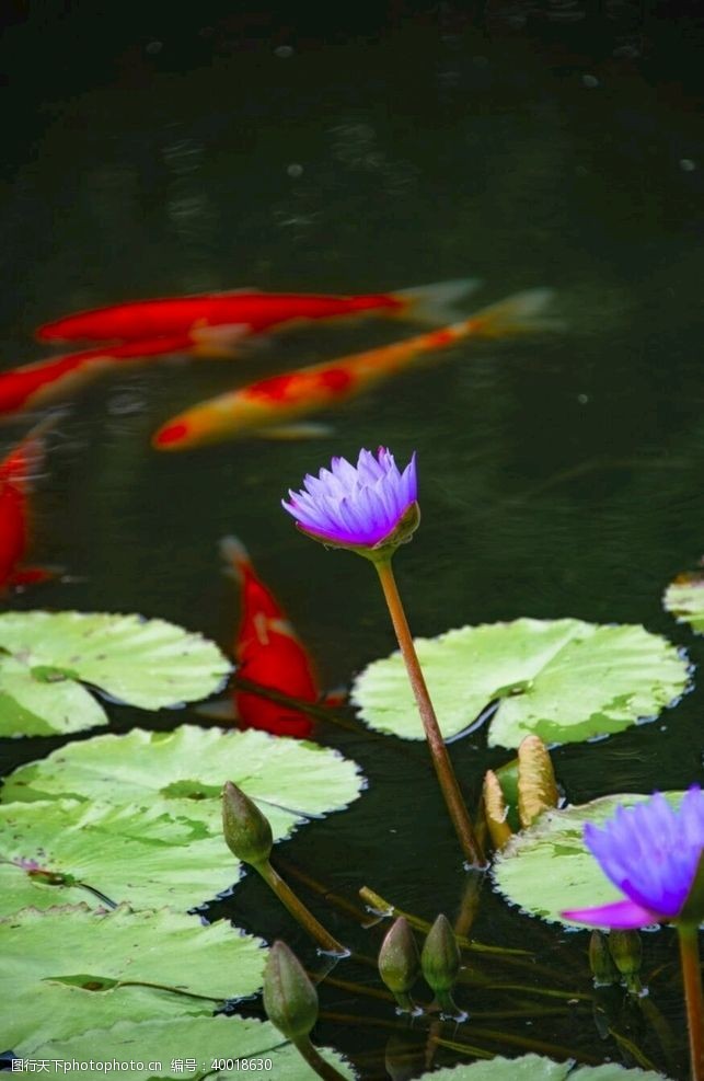 荷花鲤鱼图莲花图片