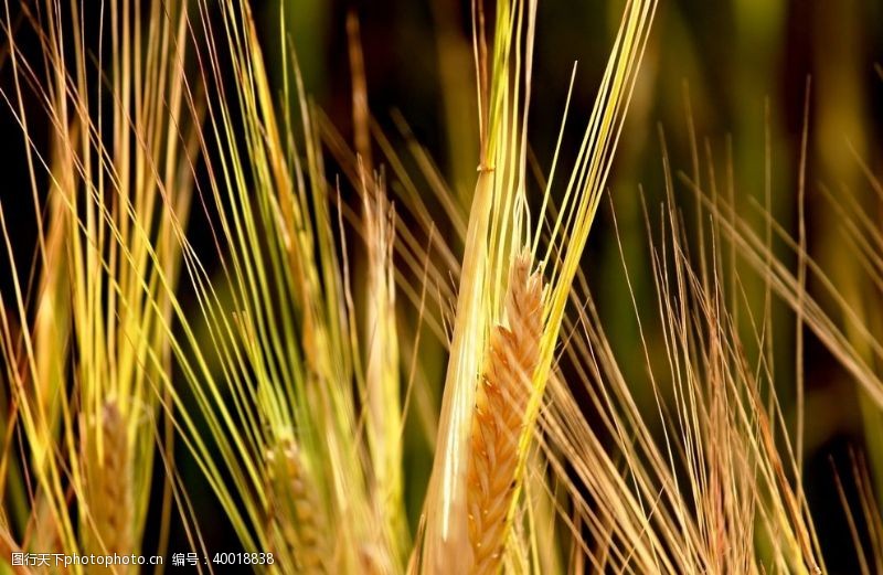 植物麦穗图片