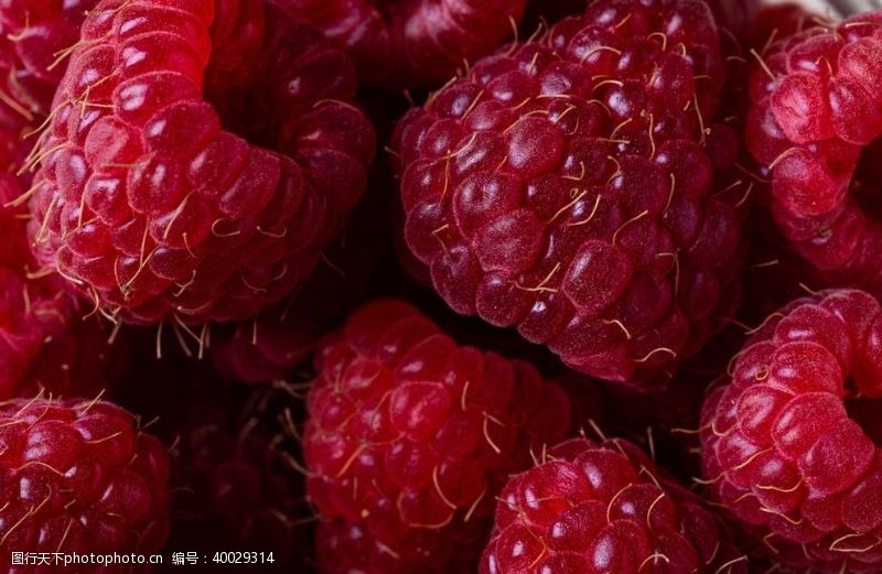 红果子茅莓图片