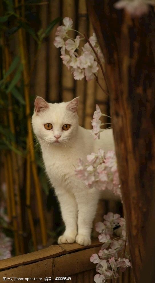 英短猫猫图片