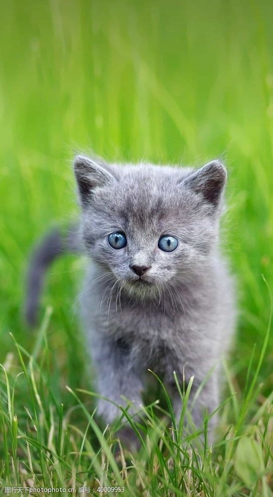 可爱英短蓝猫猫图片