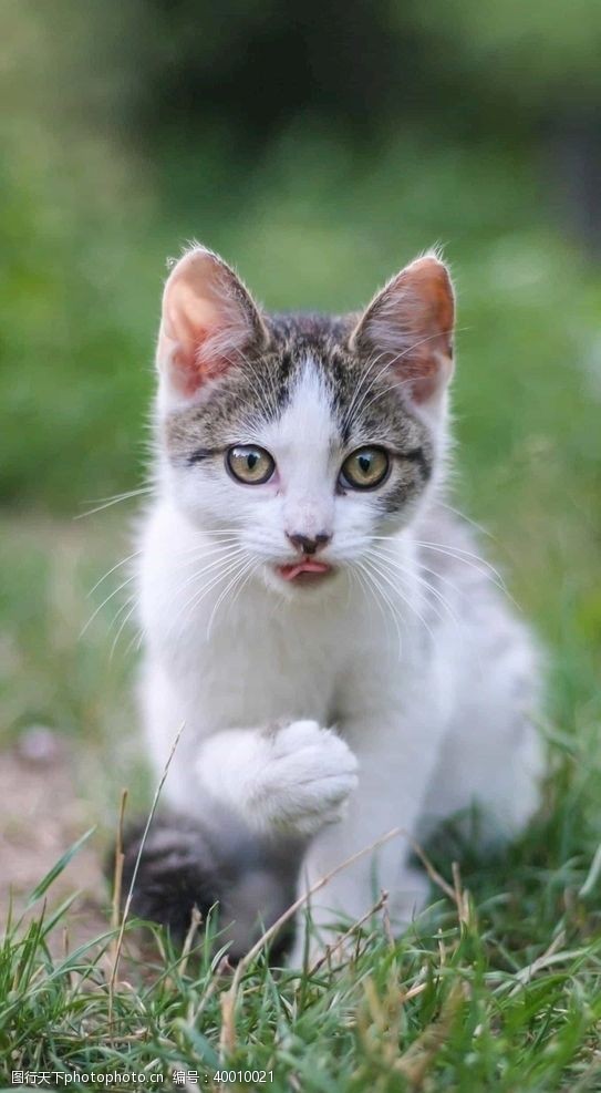 可爱英短蓝猫猫图片