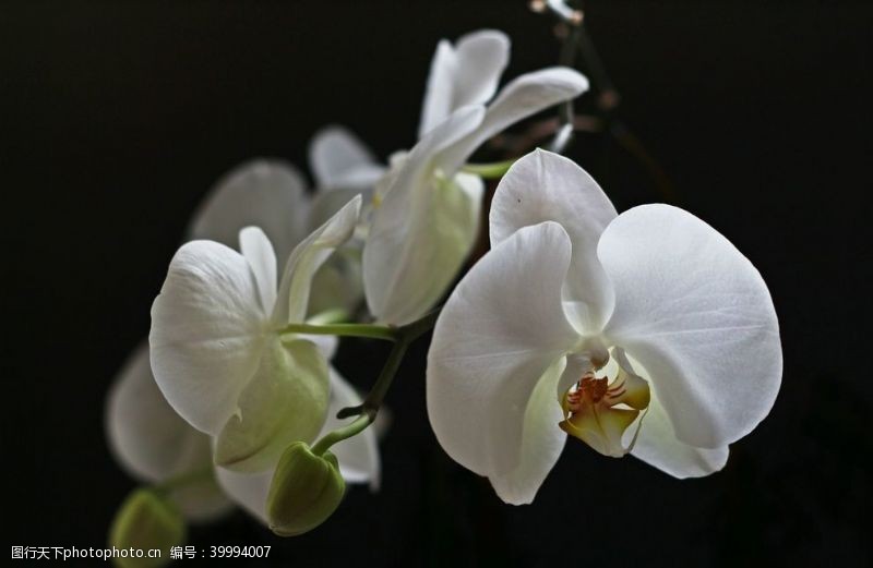 美丽花朵美丽的蝴蝶兰鲜花图片