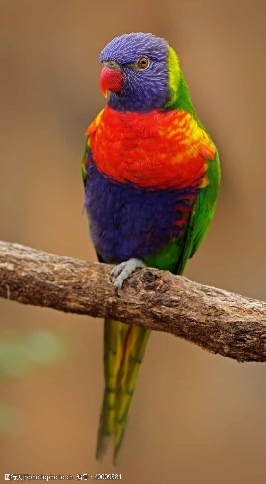 色彩缤纷鸟图片