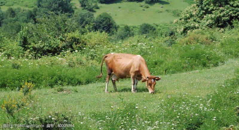 放牧牛吃草摄影图片
