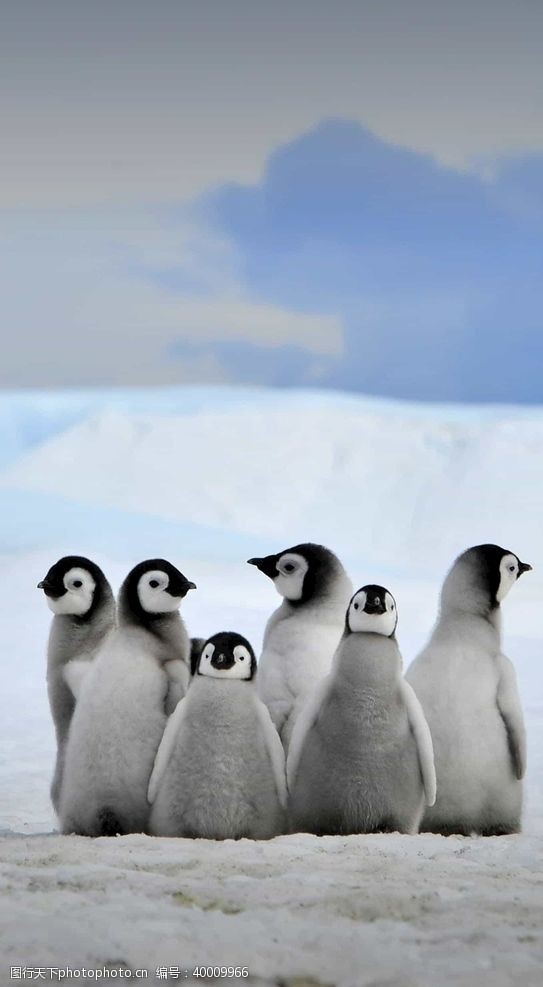 寒冷企鹅图片