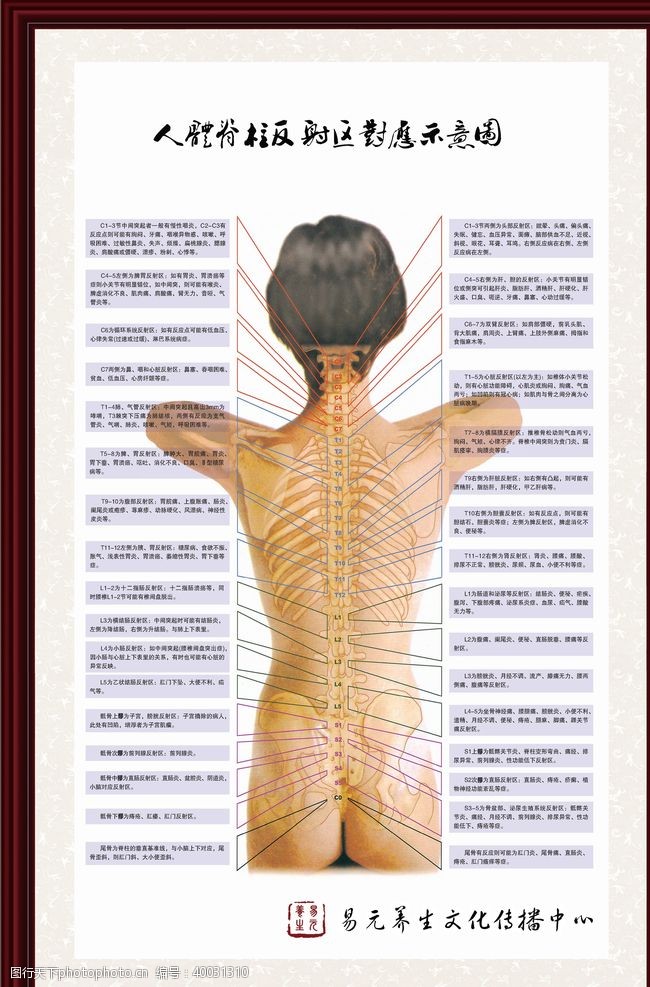 养生馆人体脊柱对应反射区挂图图片