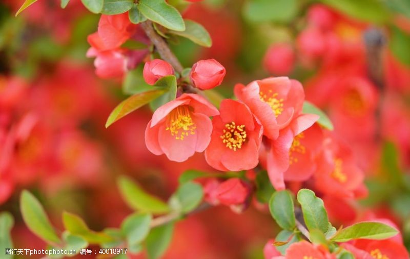 盛开的海棠花图片