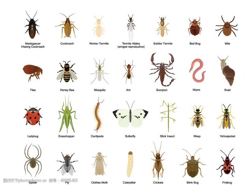 蟑螂矢量昆虫图片