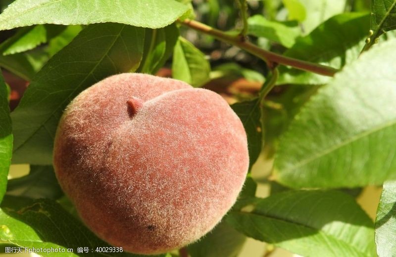 桃子树枝上成熟的水蜜桃图片