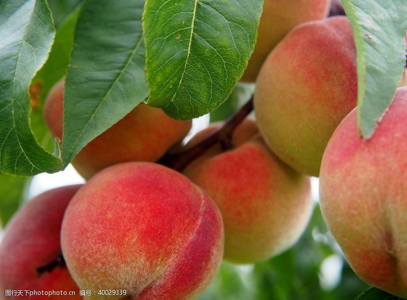 绿色农业树枝上成熟的水蜜桃图片