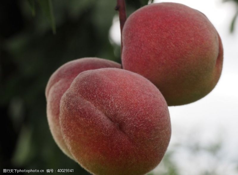 桃树树枝上成熟的水蜜桃图片