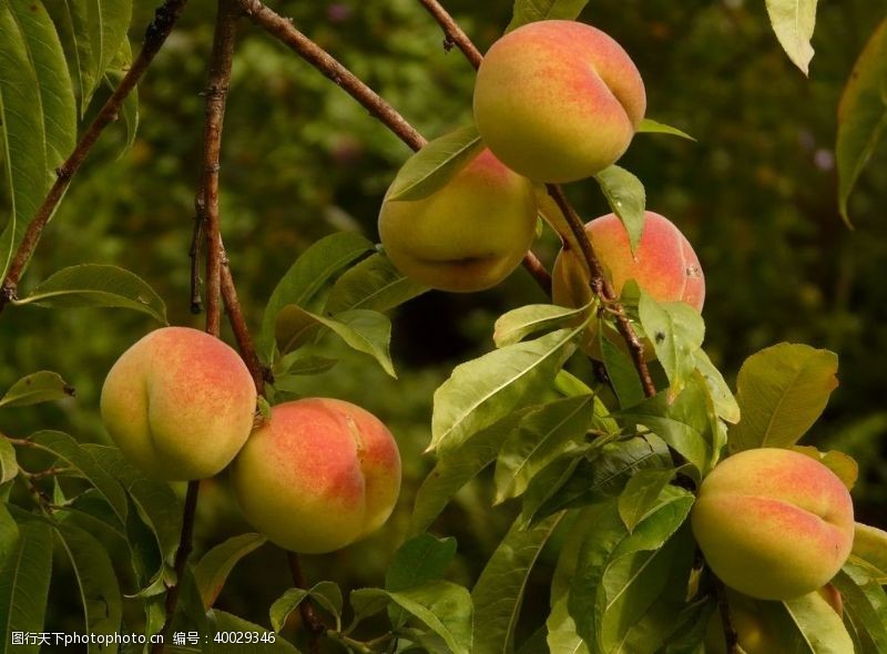 果蔬树枝上成熟的水蜜桃图片