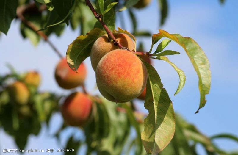 桃树树枝上成熟的水蜜桃图片