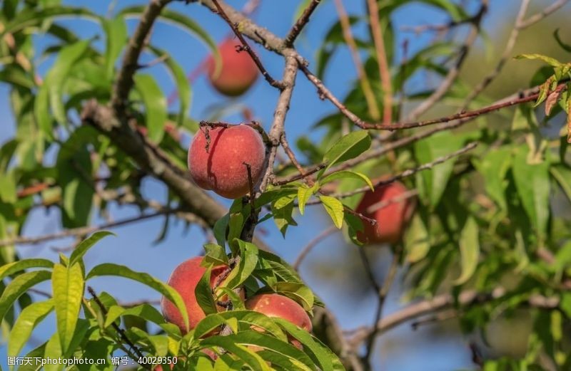 绿色水果树枝上成熟的水蜜桃图片