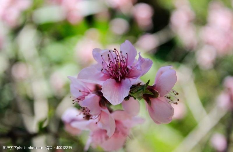美丽春天树枝上的桃花图片